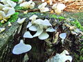 Filename=ledenka_navadna_a_Pseudohydnum_gelatinosum_2009_09240062.JPG
Filesize=318KB
Dimensions=900x675
Date added=Jan 05, 2010 ledenka_navadna_a_Pseudohydnum_gelatinosum_2009_09240062.JPG