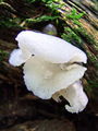Filename=ledenka_navadna_b_Pseudohydnum_gelatinosum_2009_09220006.JPG
Filesize=224KB
Dimensions=675x900
Date added=Jan 05, 2010 ledenka_navadna_b_Pseudohydnum_gelatinosum_2009_09220006.JPG