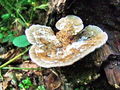 Filename=lenzovka_brezova_a_Lenzites_betulina_2009_09240073.JPG
Filesize=322KB
Dimensions=900x675
Date added=Jan 06, 2010 lenzovka_brezova_a_Lenzites_betulina_2009_09240073.JPG