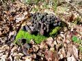 Filename=lesenjaca_kopucasta_a_Xylaria_polymorpha_2013_03200014.jpg
Filesize=406KB
Dimensions=900x675
Date added=Oct 10, 2013 lesenjaca_kopucasta_a_Xylaria_polymorpha_2013_03200014.jpg