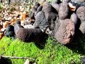 Filename=lesenjaca_kopucasta_c_Xylaria_polymorpha_2013_03200015a.jpg
Filesize=350KB
Dimensions=900x675
Date added=Oct 10, 2013 lesenjaca_kopucasta_c_Xylaria_polymorpha_2013_03200015a.jpg