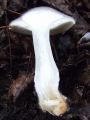 Filename=livka_poprhnjena_f_Clitocybe_nebularis_2012_11030077.jpg
Filesize=175KB
Dimensions=675x900
Date added=Nov 27, 2012 livka_poprhnjena_f_Clitocybe_nebularis_2012_11030077.jpg