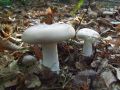Filename=livka_poprhnjena_meglenka_g_Clitocybe_nebularis_2010_10100063.jpg
Filesize=239KB
Dimensions=900x675
Date added=Oct 23, 2010 livka_poprhnjena_meglenka_g_Clitocybe_nebularis_2010_10100063.jpg