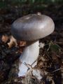 Filename=livka_poprhnjena_meglenka_h_Clitocybe_nebularis_2010_10120056.jpg
Filesize=154KB
Dimensions=675x900
Date added=Oct 23, 2010 livka_poprhnjena_meglenka_h_Clitocybe_nebularis_2010_10120056.jpg
