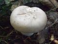 Filename=livka_poprhnjena_meglenka_i_Clitocybe_nebularis_2010_10100065.jpg
Filesize=174KB
Dimensions=900x675
Date added=Oct 23, 2010 livka_poprhnjena_meglenka_i_Clitocybe_nebularis_2010_10100065.jpg