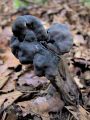 Filename=loputar_jamicasti_c_Helvella_lacunosa_2010_10040042.jpg
Filesize=210KB
Dimensions=675x900
Date added=Oct 16, 2010 loputar_jamicasti_c_Helvella_lacunosa_2010_10040042.jpg