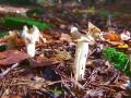 Filename=loputar_jesenski_c_Helvella_crispa_2010_10100009.JPG
Filesize=219KB
Dimensions=900x675
Date added=Oct 16, 2010 loputar_jesenski_c_Helvella_crispa_2010_10100009.JPG