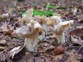 Filename=loputar_jesenski_d_Helvella_crispa_2010_10040037.JPG
Filesize=214KB
Dimensions=900x675
Date added=Oct 16, 2010 loputar_jesenski_d_Helvella_crispa_2010_10040037.JPG