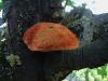 Filename=luknjac_srsati_b_Inonotus_hispidus_2014_08170049.JPG
Filesize=308KB
Dimensions=900x675
Date added=Jan 03, 2016 luknjac_srsati_b_Inonotus_hispidus_2014_08170049.JPG