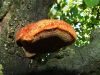 Filename=luknjac_srsati_c_Inonotus_hispidus_2014_08170050.JPG
Filesize=425KB
Dimensions=900x675
Date added=Jan 03, 2016 luknjac_srsati_c_Inonotus_hispidus_2014_08170050.JPG
