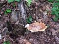 Filename=luknjicar_luskati_a_Polyporus_squamosus_2010_05200009.jpg
Filesize=332KB
Dimensions=900x675
Date added=Oct 26, 2010 luknjicar_luskati_a_Polyporus_squamosus_2010_05200009.jpg