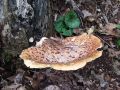 Filename=luknjicar_luskati_b_Polyporus_squamosus_2010_05200006.jpg
Filesize=307KB
Dimensions=900x675
Date added=Oct 26, 2010 luknjicar_luskati_b_Polyporus_squamosus_2010_05200006.jpg