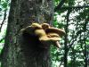 Filename=luknjicar_luskati_d_Polyporus_squamosus_2014_08020019.jpg
Filesize=468KB
Dimensions=900x675
Date added=Jan 02, 2016 luknjicar_luskati_d_Polyporus_squamosus_2014_08020019.jpg