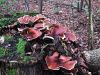 Filename=luknjicar_smolasti_a_Polyporus_badius_2013_09140001.JPG
Filesize=509KB
Dimensions=900x675
Date added=Jan 03, 2016 luknjicar_smolasti_a_Polyporus_badius_2013_09140001.JPG