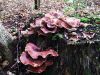 Filename=luknjicar_smolasti_b_Polyporus_picipes_2013_09140003.JPG
Filesize=403KB
Dimensions=800x600
Date added=Jan 03, 2016 luknjicar_smolasti_b_Polyporus_picipes_2013_09140003.JPG