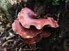 Filename=luknjicar_smolasti_c_Polyporus_picipes_2013_09140004.JPG
Filesize=409KB
Dimensions=900x675
Date added=Jan 03, 2016 luknjicar_smolasti_c_Polyporus_picipes_2013_09140004.JPG