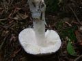 Filename=lupinar_srebrnkasti_b_Amanita_mairei_02.jpg
Filesize=146KB
Dimensions=900x675
Date added=Oct 20, 2010 lupinar_srebrnkasti_b_Amanita_mairei_02.jpg
