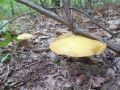 Filename=lupljivka_masesnova_a_Suillus_grevillei_2012_10080023.jpg
Filesize=274KB
Dimensions=900x675
Date added=Nov 26, 2012 lupljivka_masesnova_a_Suillus_grevillei_2012_10080023.jpg
