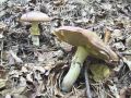 Filename=lupljivka_maslena_a_Suillus_luteus_2012_10010050.jpg
Filesize=356KB
Dimensions=900x675
Date added=Nov 26, 2012 lupljivka_maslena_a_Suillus_luteus_2012_10010050.jpg