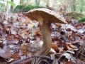 Filename=lupljivka_siva_a_Suillus_viscidus_2010_10120005.jpg
Filesize=203KB
Dimensions=900x675
Date added=Oct 23, 2010 lupljivka_siva_a_Suillus_viscidus_2010_10120005.jpg