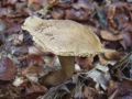 Filename=lupljivka_siva_b_Suillus_viscidus_2010_10120006.jpg
Filesize=172KB
Dimensions=900x675
Date added=Oct 23, 2010 lupljivka_siva_b_Suillus_viscidus_2010_10120006.jpg