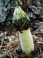 Filename=mavrahovec_smrdljivi_b_Phallus_impudicus_2009_10040038.JPG
Filesize=266KB
Dimensions=675x900
Date added=Jan 06, 2010 mavrahovec_smrdljivi_b_Phallus_impudicus_2009_10040038.JPG