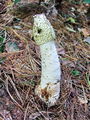 Filename=mavrahovec_smrdljivi_c_Phallus_impudicus_2009_10040035.JPG
Filesize=378KB
Dimensions=675x900
Date added=Jan 06, 2010 mavrahovec_smrdljivi_c_Phallus_impudicus_2009_10040035.JPG