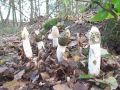 Filename=mavrahovec_smrdljivi_d_Phallus_impudicus_2012_11030059.jpg
Filesize=297KB
Dimensions=900x675
Date added=Nov 04, 2012 mavrahovec_smrdljivi_d_Phallus_impudicus_2012_11030059.jpg