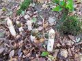 Filename=mavrahovec_smrdljivi_e_Phallus_impudicus_2012_11030060.jpg
Filesize=368KB
Dimensions=900x675
Date added=Nov 04, 2012 mavrahovec_smrdljivi_e_Phallus_impudicus_2012_11030060.jpg