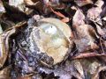 Filename=mavrahovec_smrdljivi_f_Phallus_impudicus_2012_11030061.jpg
Filesize=305KB
Dimensions=900x675
Date added=Nov 04, 2012 mavrahovec_smrdljivi_f_Phallus_impudicus_2012_11030061.jpg