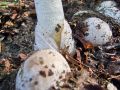 Filename=mavrahovec_smrdljivi_g_Phallus_impudicus_2012_10220053.jpg
Filesize=256KB
Dimensions=900x675
Date added=Nov 04, 2012 mavrahovec_smrdljivi_g_Phallus_impudicus_2012_10220053.jpg