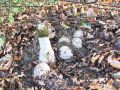 Filename=mavrahovec_smrdljivi_h_Phallus_impudicus_2012_10220050.jpg
Filesize=380KB
Dimensions=900x675
Date added=Nov 04, 2012 mavrahovec_smrdljivi_h_Phallus_impudicus_2012_10220050.jpg