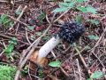 Filename=mavrahovec_smrdljivi_i_Phallus_impudicus_2014_07260021.jpg
Filesize=325KB
Dimensions=900x675
Date added=Aug 07, 2014 mavrahovec_smrdljivi_i_Phallus_impudicus_2014_07260021.jpg
