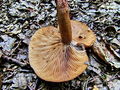 Filename=mlecnica_hrastova_b_Lactarius_quietus_2009_09240077_.JPG
Filesize=370KB
Dimensions=900x675
Date added=Jan 07, 2010 mlecnica_hrastova_b_Lactarius_quietus_2009_09240077_.JPG