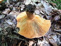 Filename=mlecnica_sirovka_uzitna_b_Lactarius_deliciosus_2009_09240069.JPG
Filesize=330KB
Dimensions=900x675
Date added=Jan 07, 2010 mlecnica_sirovka_uzitna_b_Lactarius_deliciosus_2009_09240069.JPG