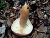 Filename=mlecnica_socna_d_Lactarius_volemus_2014_07250006.JPG
Filesize=426KB
Dimensions=900x675
Date added=Jan 02, 2016 mlecnica_socna_d_Lactarius_volemus_2014_07250006.JPG