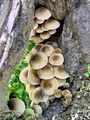Filename=mraznica_cebulasta_a_Armillaria_cepistipes_DSC03746.jpg
Filesize=325KB
Dimensions=675x900
Date added=Jan 07, 2010 mraznica_cebulasta_a_Armillaria_cepistipes_DSC03746.jpg