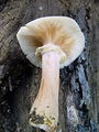 Filename=mraznica_cebulasta_c_Armillaria_cepistipes_DSC03745.jpg
Filesize=232KB
Dimensions=675x900
Date added=Jan 07, 2010 mraznica_cebulasta_c_Armillaria_cepistipes_DSC03745.jpg