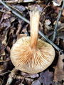 mraznica_dobova_b_Armillaria_tabescens_2009_10030015.JPG