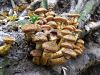 Filename=mraznica_rumenovencna_b_Armillaria_gallica_2012_11040026.JPG
Filesize=451KB
Dimensions=900x675
Date added=Jan 03, 2016 mraznica_rumenovencna_b_Armillaria_gallica_2012_11040026.JPG
