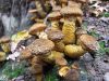 Filename=mraznica_rumenovencna_c_Armillaria_gallica_2012_11040027.JPG
Filesize=445KB
Dimensions=900x675
Date added=Jan 03, 2016 mraznica_rumenovencna_c_Armillaria_gallica_2012_11040027.JPG