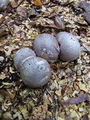Filename=mreznica_lovkasta_a_Clathrus_archeri_2009_09240064.JPG
Filesize=308KB
Dimensions=675x900
Date added=Jan 07, 2010 mreznica_lovkasta_a_Clathrus_archeri_2009_09240064.JPG
