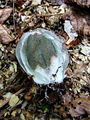 Filename=mreznica_lovkasta_b_Clathrus_archeri_2009_09240067.JPG
Filesize=337KB
Dimensions=675x900
Date added=Jan 07, 2010 mreznica_lovkasta_b_Clathrus_archeri_2009_09240067.JPG
