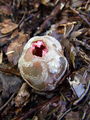 Filename=mreznica_lovkasta_c_Clathrus_archeri_2009_10030017.JPG
Filesize=217KB
Dimensions=675x900
Date added=Jan 07, 2010 mreznica_lovkasta_c_Clathrus_archeri_2009_10030017.JPG