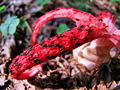 Filename=mreznica_lovkasta_f_Clathrus_archeri_2009_09210013.JPG
Filesize=199KB
Dimensions=900x675
Date added=Jan 07, 2010 mreznica_lovkasta_f_Clathrus_archeri_2009_09210013.JPG