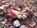 Filename=mreznica_lovkasta_i_Clathrus_archeri_2012_11030029.jpg
Filesize=373KB
Dimensions=900x675
Date added=Dec 13, 2012 mreznica_lovkasta_i_Clathrus_archeri_2012_11030029.jpg