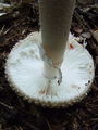 Filename=musnica_citronasta_d_Amanita_citrina_2009_09240033.JPG
Filesize=194KB
Dimensions=675x900
Date added=Jan 07, 2010 musnica_citronasta_d_Amanita_citrina_2009_09240033.JPG