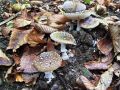 Filename=musnica_panterjeva_a_Amanita_pantherina_2012_10110004.jpg
Filesize=346KB
Dimensions=900x675
Date added=Nov 28, 2012 musnica_panterjeva_a_Amanita_pantherina_2012_10110004.jpg