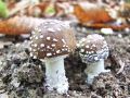 Filename=musnica_panterjeva_b_Amanita_pantherina_2012_10110008.jpg
Filesize=234KB
Dimensions=900x675
Date added=Nov 28, 2012 musnica_panterjeva_b_Amanita_pantherina_2012_10110008.jpg