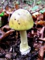 Filename=musnica_zelena_a_Amanita_phalloides_2012_10110075.jpg
Filesize=250KB
Dimensions=675x900
Date added=Nov 28, 2012 musnica_zelena_a_Amanita_phalloides_2012_10110075.jpg
